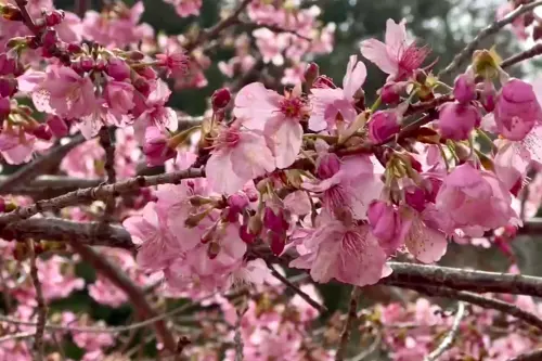 ▲武陵農場最新狀況回報，現場山櫻花、河津櫻都盛開中。（圖／武陵農場提供）