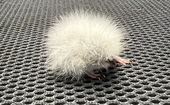 ▲「長腳的棉花糖」看起來很像童話書中會出現的奇幻生物。（圖／翻攝Wild Animals Australia臉書）