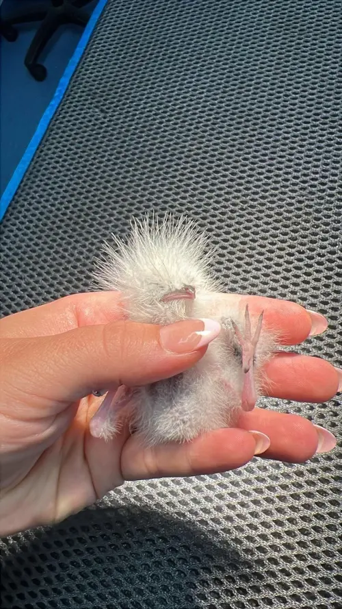 這個可愛的小傢伙,是澳洲一種名叫「仙女貓頭鷹」的雛鳥。(圖/翻攝Wild Animals Australia臉書) ▲這個可愛的小傢伙,是澳洲一種名叫「仙女貓頭鷹」的雛鳥。(圖/翻攝Wild Animals Australia臉書)