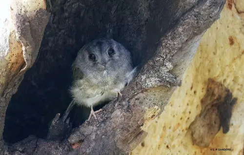 ▲「仙女貓頭鷹」成鳥,對比一般貓頭鷹,牠就像是照過縮小燈一樣嬌小。(圖/翻攝Wild Animals Australia臉書) ▲「仙女貓頭鷹」成鳥,對比一般貓頭鷹,牠就像是照過縮小燈一樣嬌小。(圖/翻攝Wild Animals Australia臉書)