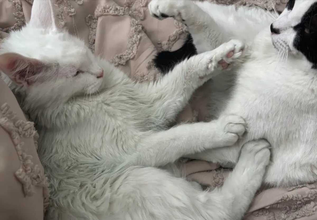 ▲國外一名人妻在打掃家裡時發現，家中許多物品都莫名被染成綠色，就連愛貓純白乾淨的毛也遭殃，沒想到竟因此揪出老公出軌。（圖／翻攝自Reddit）