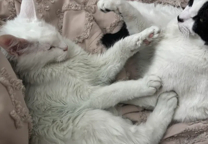 ▲國外一名人妻在打掃家裡時發現，家中許多物品都莫名被染成綠色，就連愛貓純白乾淨的毛也遭殃，沒想到竟因此揪出老公出軌。（圖／翻攝自Reddit）