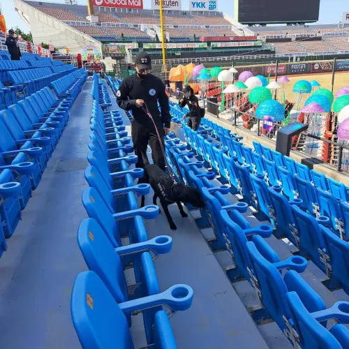 ▲燈會期間桃園市警局每日編排3位領犬員，帶領3隻「不同專長」的警犬，執勤不同任務，包含對聞嗅精準到位的緝毒犬豆花（DOHA）、最年輕有活力且穩定性十足的偵爆犬可可（Coco），及最活潑好動且對氣味十分執著的偵爆犬蒟蒻（Geras）。（圖／桃園市警局提供）