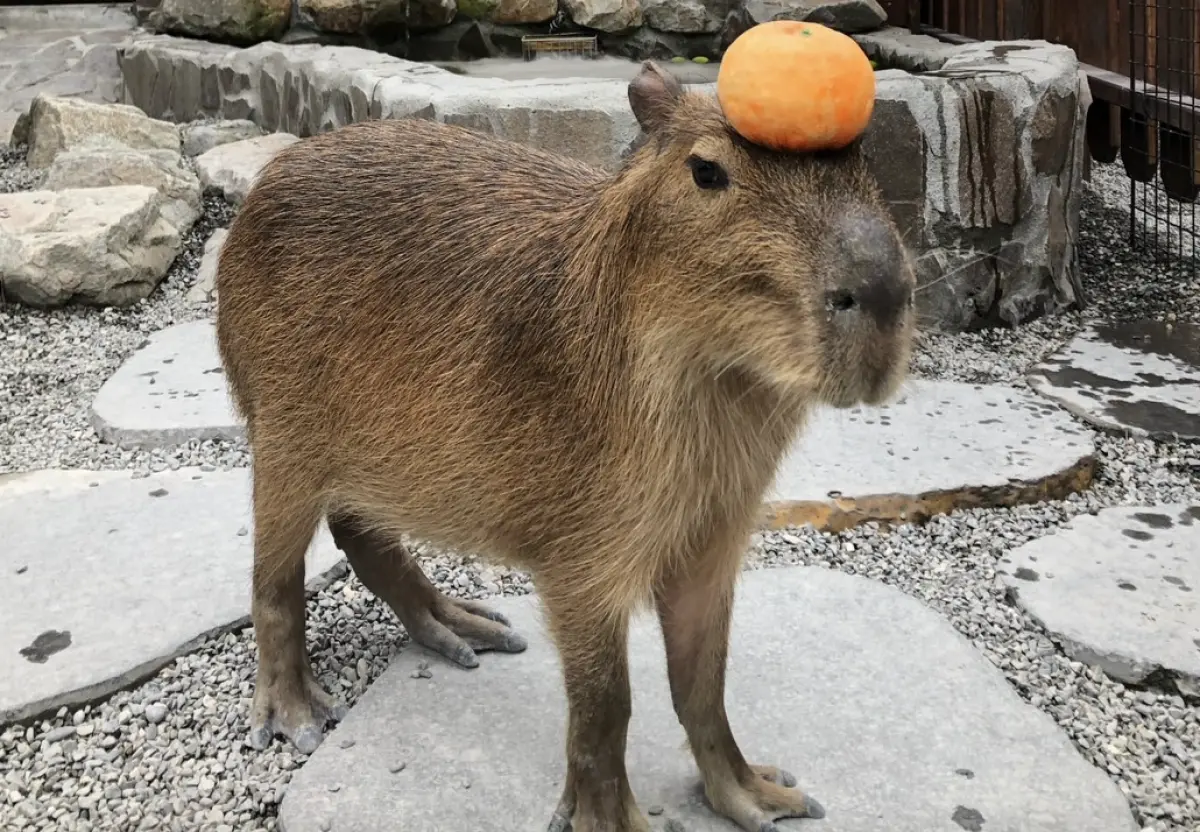 ▲日本動物園飼育員針對動物界「隱藏版短跑健將」做了排名，沒想到泡溫泉成癡的水豚竟然名列第三，讓人跌破眼鏡。（圖／記者賴禹妡攝）