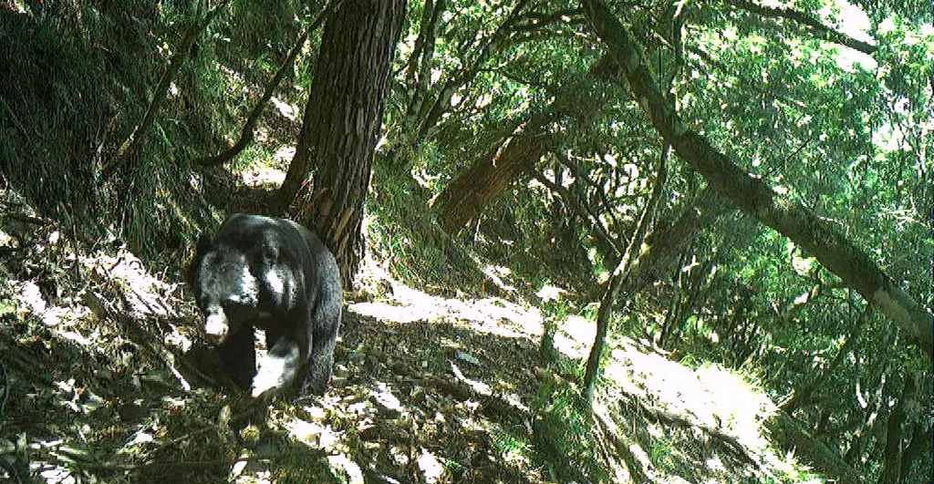 ▲玉管處透過紅外線自動相機，拍到成年的台灣黑熊在步道上散步。（圖／玉管處提供，2025.02.11）