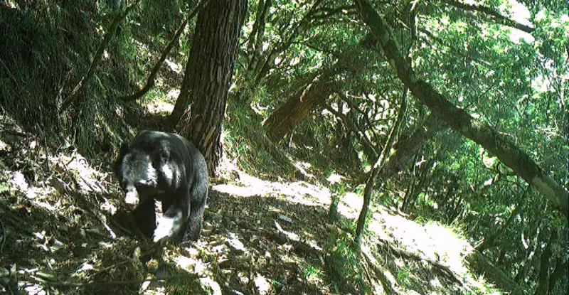 ▲玉管處透過紅外線自動相機，拍到成年的台灣黑熊在步道上散步。（圖／玉管處提供，2025.02.11）