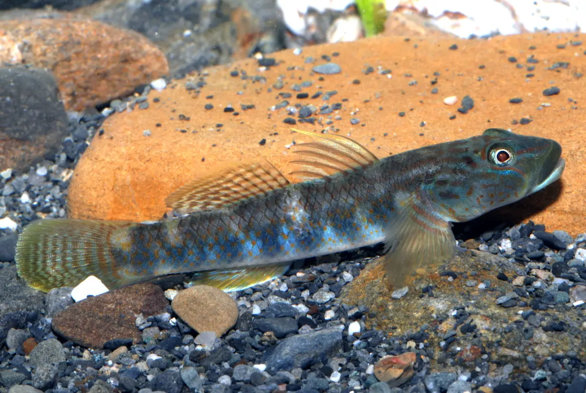 ▲蘭嶼吻鰕虎2月7日已列為珍貴稀有保育類野生動物。（圖／林保署，拍攝者／黃世彬）