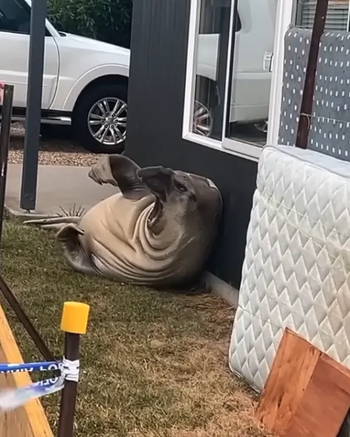 ▲海豹奈爾（圖／翻攝自YT）