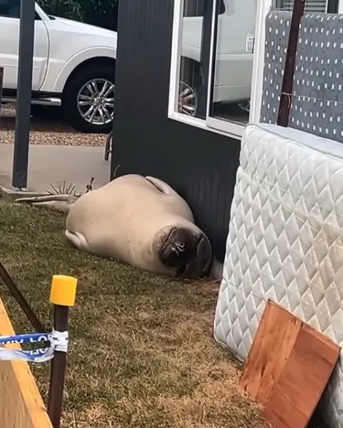 ▲海豹奈爾（圖／翻攝自YT）