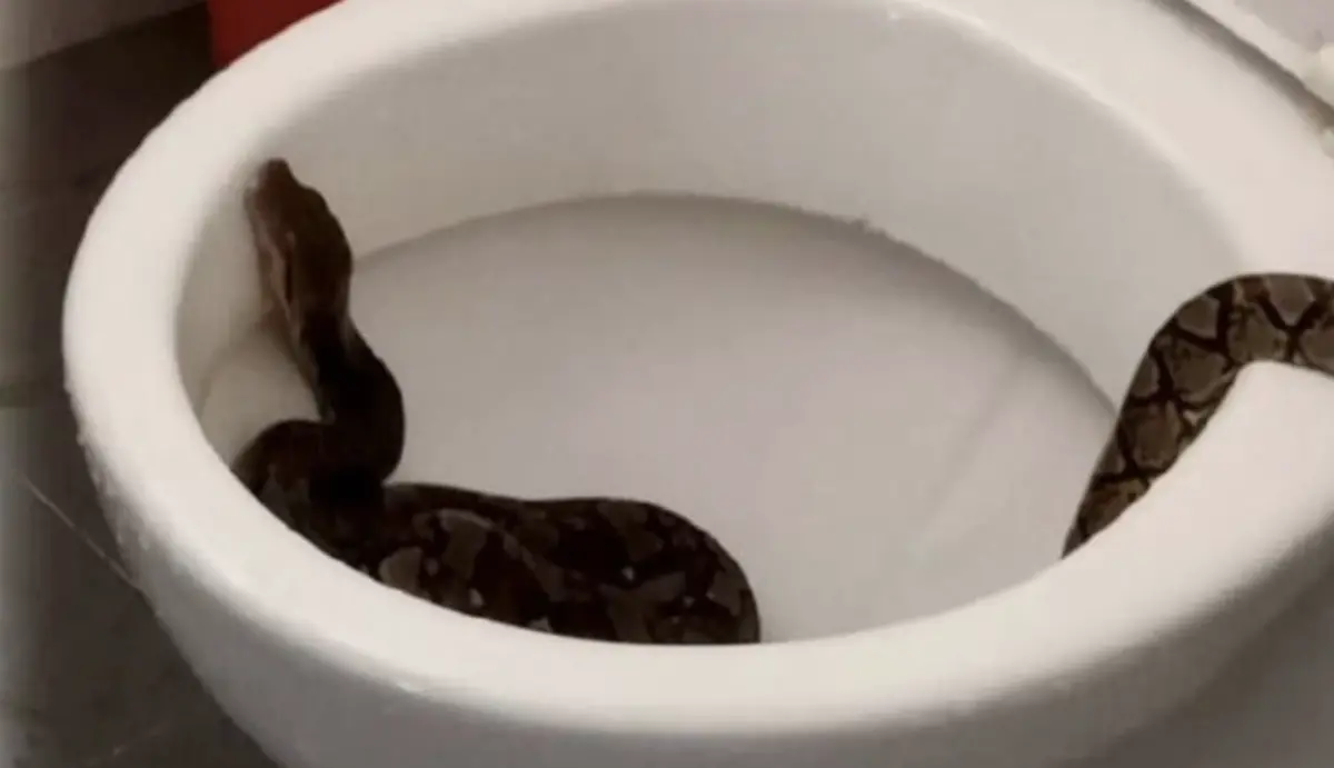 ▲馬來西亞一名男童在上廁所時，遭潛伏在馬桶內的蟒蛇襲擊。（圖／翻攝自每日新聞）