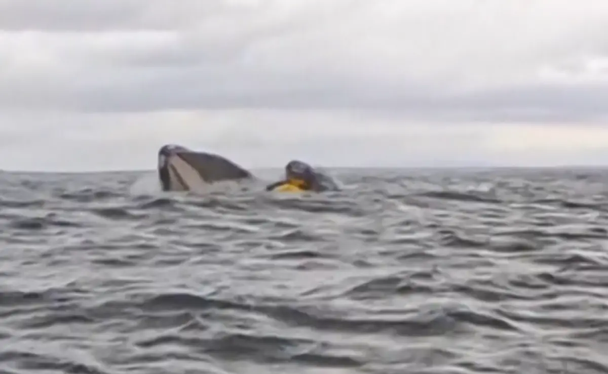 ▲智利海岸近日發生一起男子被鯨魚生吞，但最終幸運生還的驚險事故。（圖／擷取自影片）