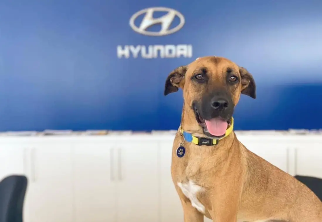 ▲在遙遠的南半球國家巴西，卻有一隻狗狗從流浪街頭無家可歸，搖身一變成為汽車銷售員，現在更是飛黃騰達了！（圖／IG@Tuscon Prime）