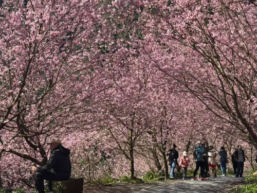 ▲新北市三峽山區的「三峽大熊櫻花林」為賞櫻秘境，園區種植超過4000棵櫻花樹。（圖／取自三峽大熊櫻花林臉書）