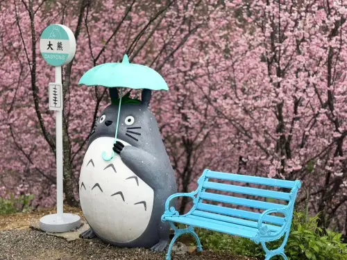 ▲新北市三峽山區的「三峽大熊櫻花林」，目前正是最佳賞櫻期。（圖／取自三峽大熊櫻花林臉書）