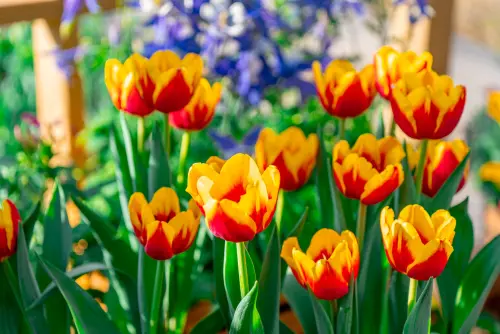 ▲2025士林官邸鬱金香展登場了，蘊藏13萬株鬱金香。（圖／取自士林官邸旅客臉書）