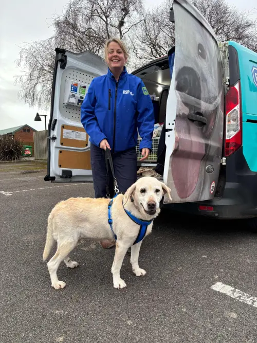 ▲回到總部之後，RSPCA一檢查黛西身體才發現，牠的合法飼主另有其人，就是波特夫妻。（圖／FB@RSPCA (England & Wales)）