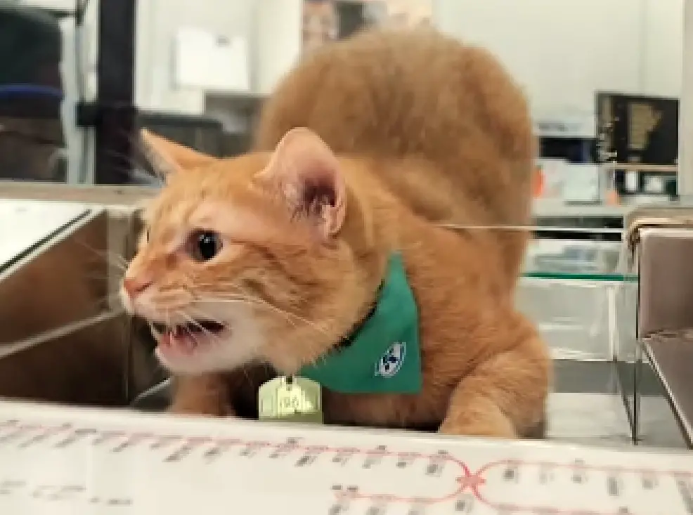 ▲蜜柑站長週六上班的厭世實錄被PO出，只見牠不斷拉長音對著圍觀民眾喵喵叫，似乎相當不滿假日加班，畫面曝光萌翻2.4萬人。（圖／翻攝自IG粉專krtcmikan）