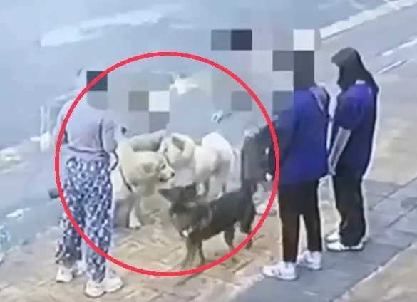 ▲平時溫馴的鬆獅犬突發狂攻擊黃金獵犬，把對方主人咬傷深可見骨。（圖／翻攝畫面）