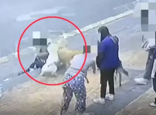 ▲平時溫馴的鬆獅犬突發狂攻擊黃金獵犬，把對方主人咬傷深可見骨。（圖／翻攝畫面）