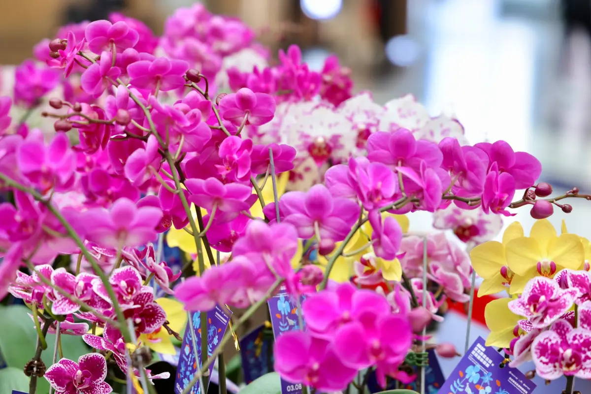 ▲2025亞太蘭花會議暨臺灣國際蘭展，3月臺南盛大登場。（圖／臺南市政府）