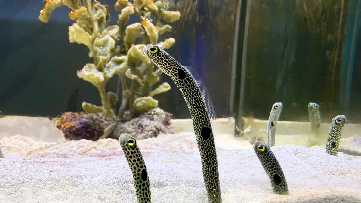 ▲屏東海生館《我的鰻朋友》展示，除了最受歡迎的這三種鰻類生物之外，還有五彩鰻、灰海鰻等共計六種鰻類生物的特別展示。（圖／屏東海生館提供）