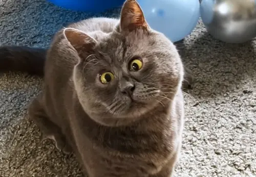 ▲近期有一隻「驚訝貓」在全球爆紅，而且牠還是實際存在的貓貓（圖／IG@fedja_kot）