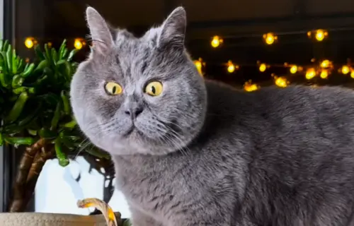 ▲Fedja招牌鬥雞眼驚嚇表情，其實源自於小時候流浪時期曾受過傷。（圖／IG@fedja_kot）