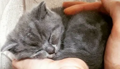 ▲Fedja小時候剛被收編的模樣。（圖／IG@fedja_kot）