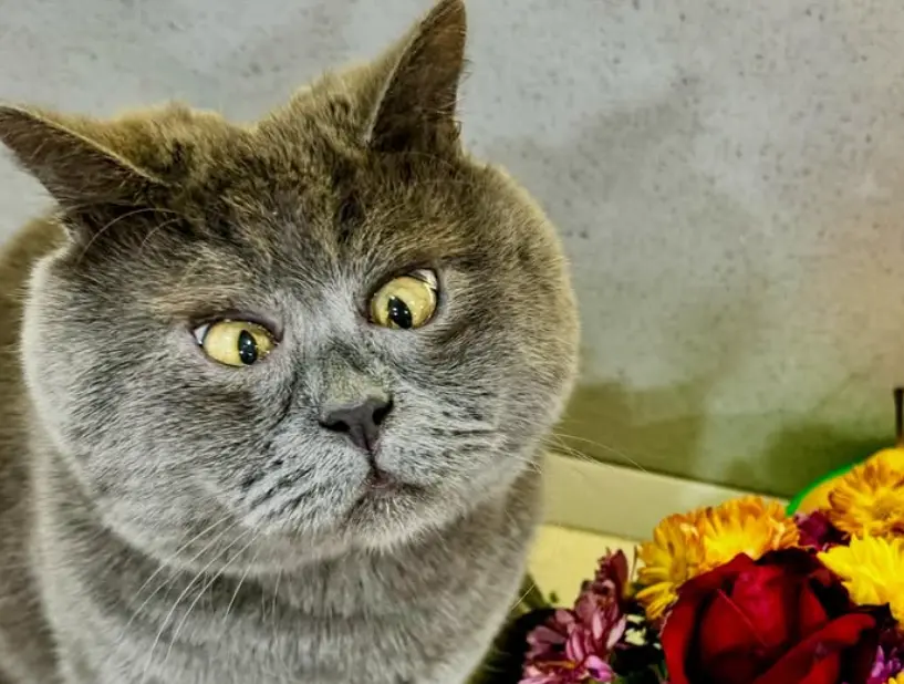 ▲Fedja  招牌表情的真實起因，並沒有看起來這麼的歡樂。（圖／IG@fedja_kot）