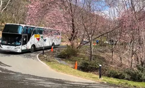 ▲武陵農場櫻花季即將於23日結束，國光客運和豐原客運的賞櫻專車，暫無加開班次的計劃。（圖／翻攝武陵農場臉書，2025.02.19）