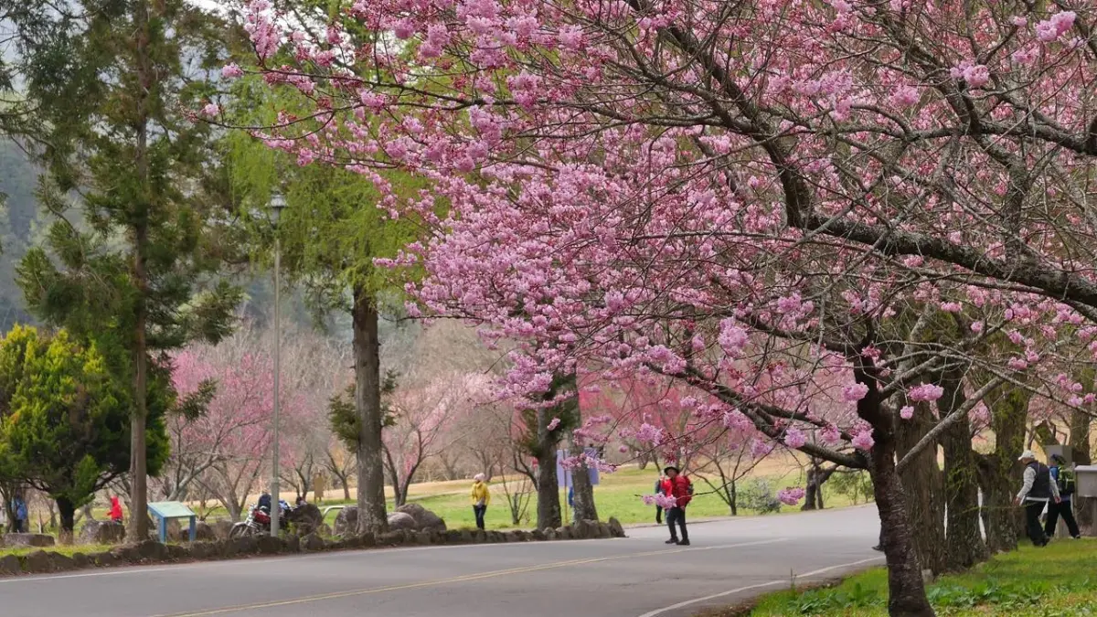 ▲武陵農場的櫻花逐漸進入盛開期，相關單位決定管制期延至3月2日。（圖／翻攝武陵農場臉書，2025.02.19）