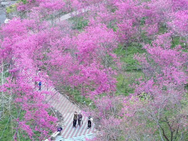 ▲新社櫻花鳥森林櫻花季登場，    逾千株櫻花繽紛綻美不勝收，賞櫻不必飛日本。（圖／業者提供）