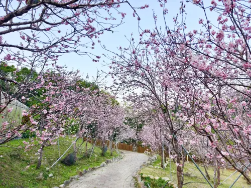 ▲新社櫻花鳥森林各品種櫻花依序繽放，2月中旬正是香水櫻盛開時節，（圖／業者提供）