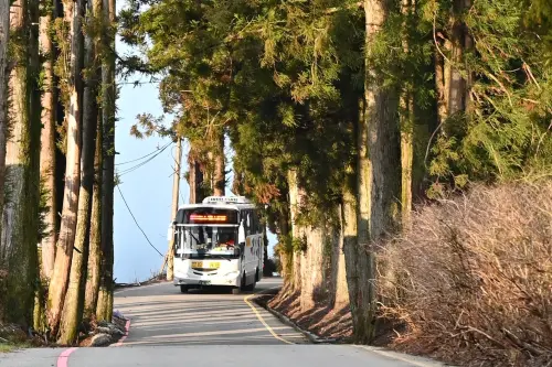 武陵櫻花季延長管制　中市交通局：搭公車前往很便利
