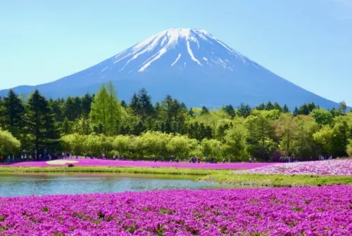 ▲五福旅遊推出花漾東京輕旅行5日每人2萬9,800元起，旅展第二人再減3,000元，行程包含河口湖大石公園賞櫻等景點。（圖／五福旅遊提供）