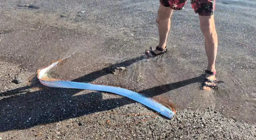 ▲西班牙加納利群島（Canary Islands）發現有「末日魚」之稱的皇帶魚（Oarfish）活生生地跳到海灘上，奇特現象也引發討論。（圖／取自X）