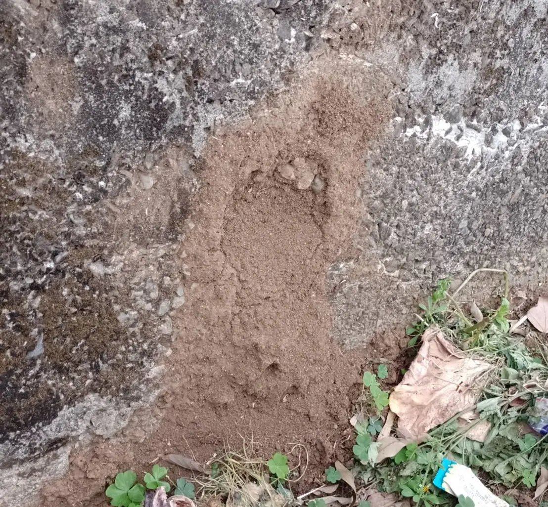 ▲有登山客日前到陽明山登山路雜貨店至東昇路叉路口時，發現多個紅火蟻巢穴。（圖／翻攝臉書）