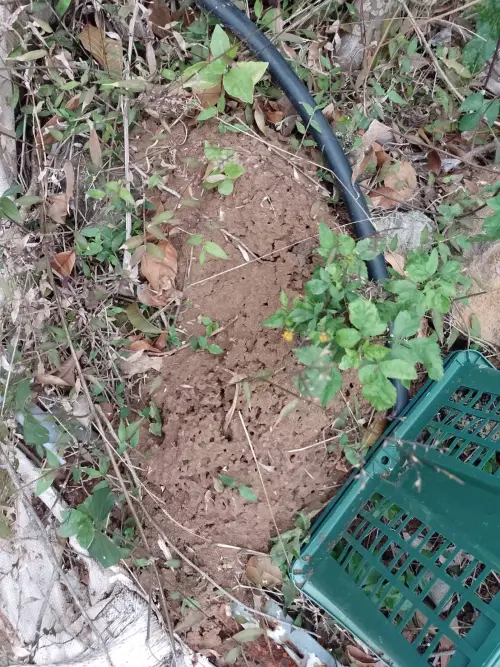 ▲外來種紅火蟻入侵台灣超過20年，有登山客日前到陽明山登山路雜貨店至東昇路叉路口時，發現多個紅火蟻巢穴。（圖／翻攝臉書）