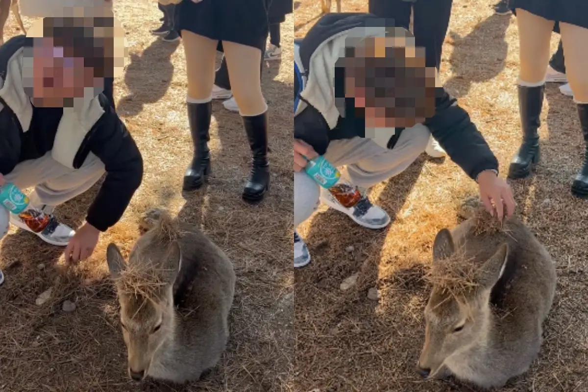 ▲兩名疑似台灣遊客的男子故意捉弄日本奈良鹿隻，還嘻笑地喊「要拿賴打（打火機）點火」，引發日本網友強烈不滿。（圖／翻攝自IG＠nara_deer1）