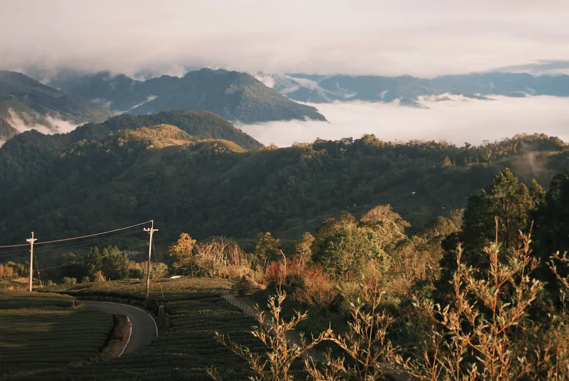 ▲嘉義阿里山以壯麗的雲海、絕美日出、四季變幻的森林美景聞名，也有許多祕境景點，可以飽覽珍貴的山間風景。（圖／記者賴禹妡攝）