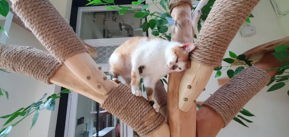 ▲「貓咪室內樂園」模樣搶先看，大棵貓樹擬真戶外環境。（圖／新北市動保處）