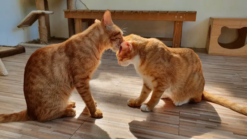 ▲台北市動保處提醒，「動物用藥」不得上網販售，違者最高可罰45萬。（圖／NOWNEWS資料照）