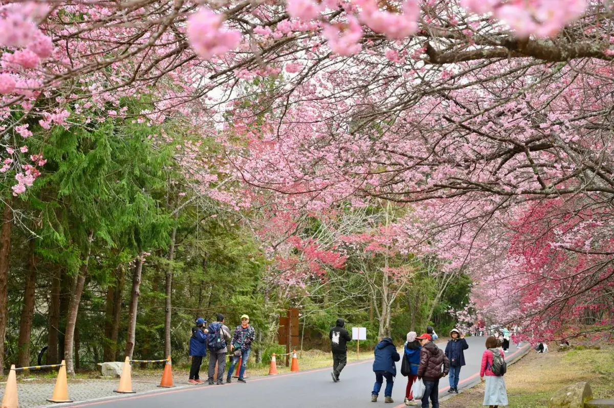 ▲武陵農場櫻花季受氣候影響，花期延續至228連假，相關單位決定管制期延至3月2日。（圖／翻攝武陵農場臉書，2025.02.23）