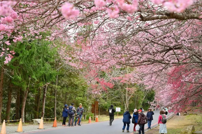 ▲武陵農場櫻花季受氣候影響，花期延續至228連假，相關單位決定管制期延至3月2日。（圖／翻攝武陵農場臉書，2025.02.23）
