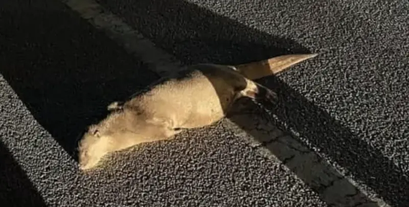 ▲馬來西亞一名女子在晚上騎摩托車回家時，不慎撞到一隻水獺而翻車並重摔倒地。（圖／翻攝自光明日報）