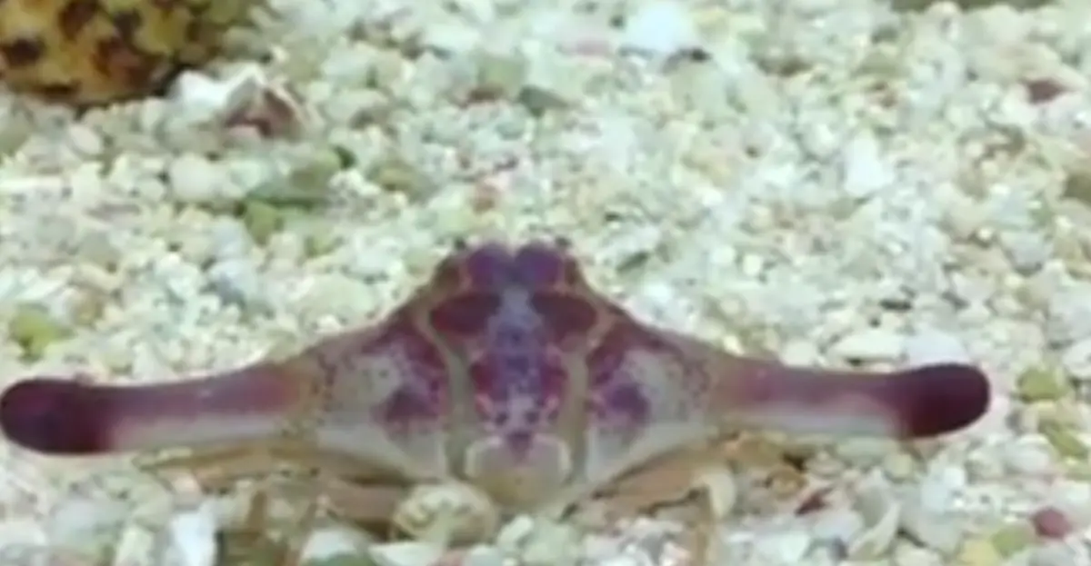 ▲近期在社群上，就有一個在海底奔跑「熱狗」爆紅，這個罕見的異形生物身分也隨之曝光。（圖／FB@MarineLife Aquarium）