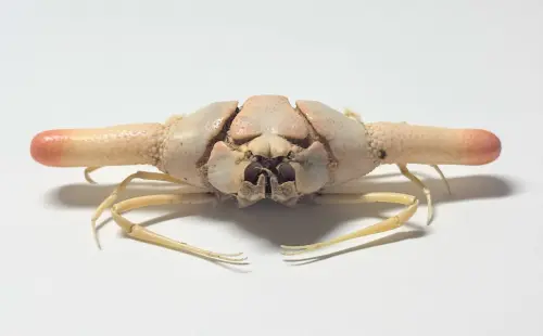 「筒狀飛輪蟹」身體兩側的大棘刺就是牠的招牌特色。(圖/@yomogi_bug) ▲「筒狀飛輪蟹」身體兩側的大棘刺就是牠的招牌特色。(圖/@yomogi_bug)