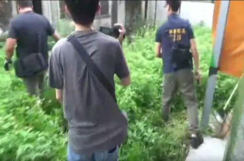 影/檢警北中南往返、花3年蒐證埋伏 破獲偏遠香蕉園暗藏毒工廠