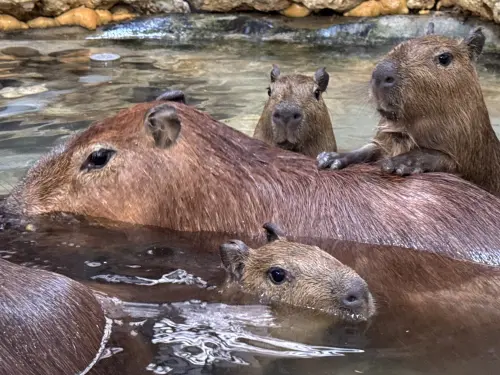 壽山動物園水豚寶寶出生！「三顆胖球」超愛撒嬌　軟萌背影可愛炸
