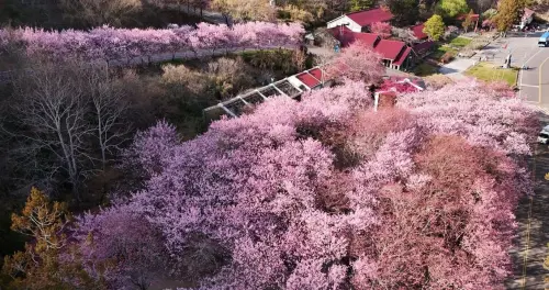 ▲武陵農場櫻花大盛開，園區變成粉紅森林。（圖／翻攝武陵農場臉書，2025.02.26）